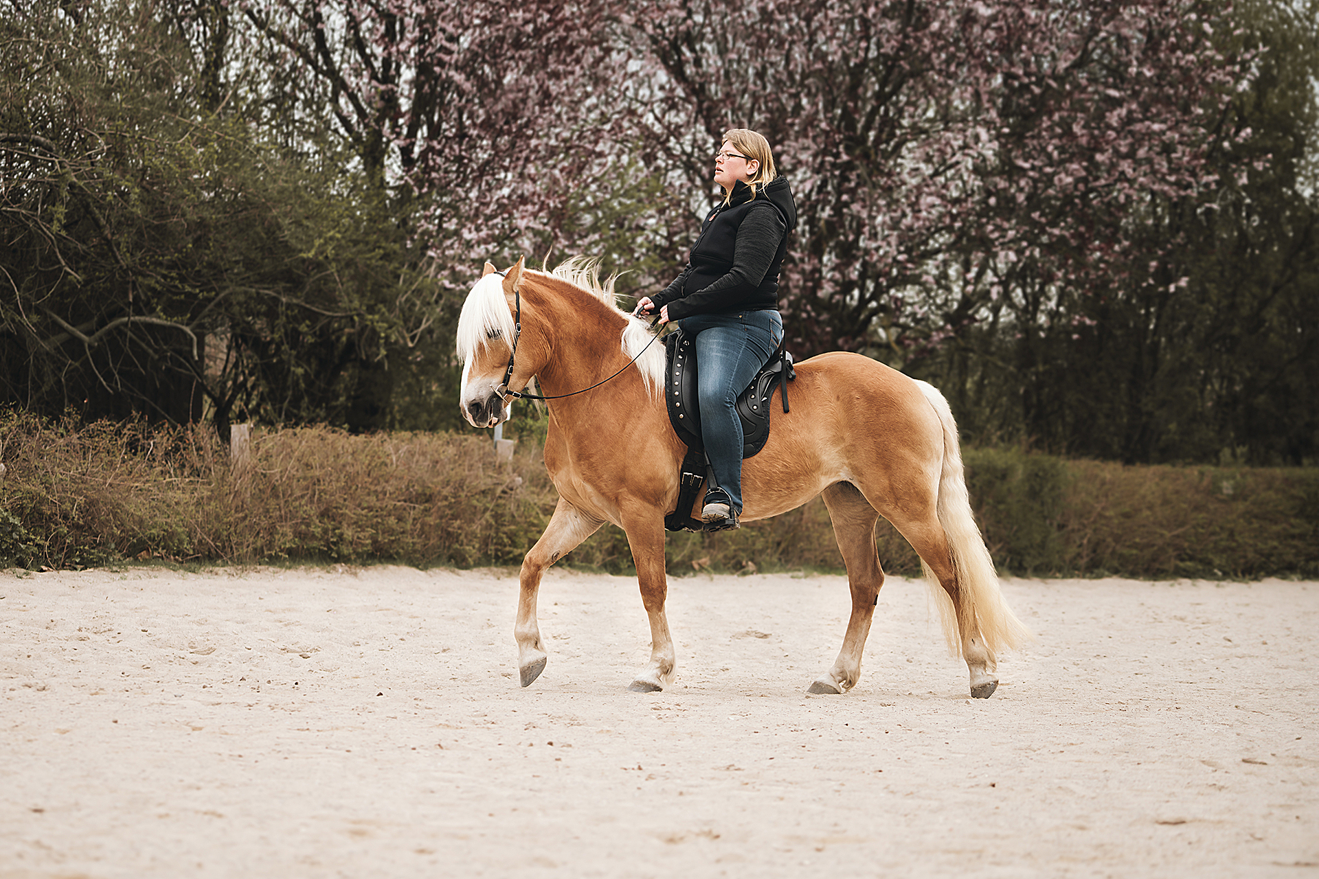 Kann man mit jedem Pferd Reitkunst reiten